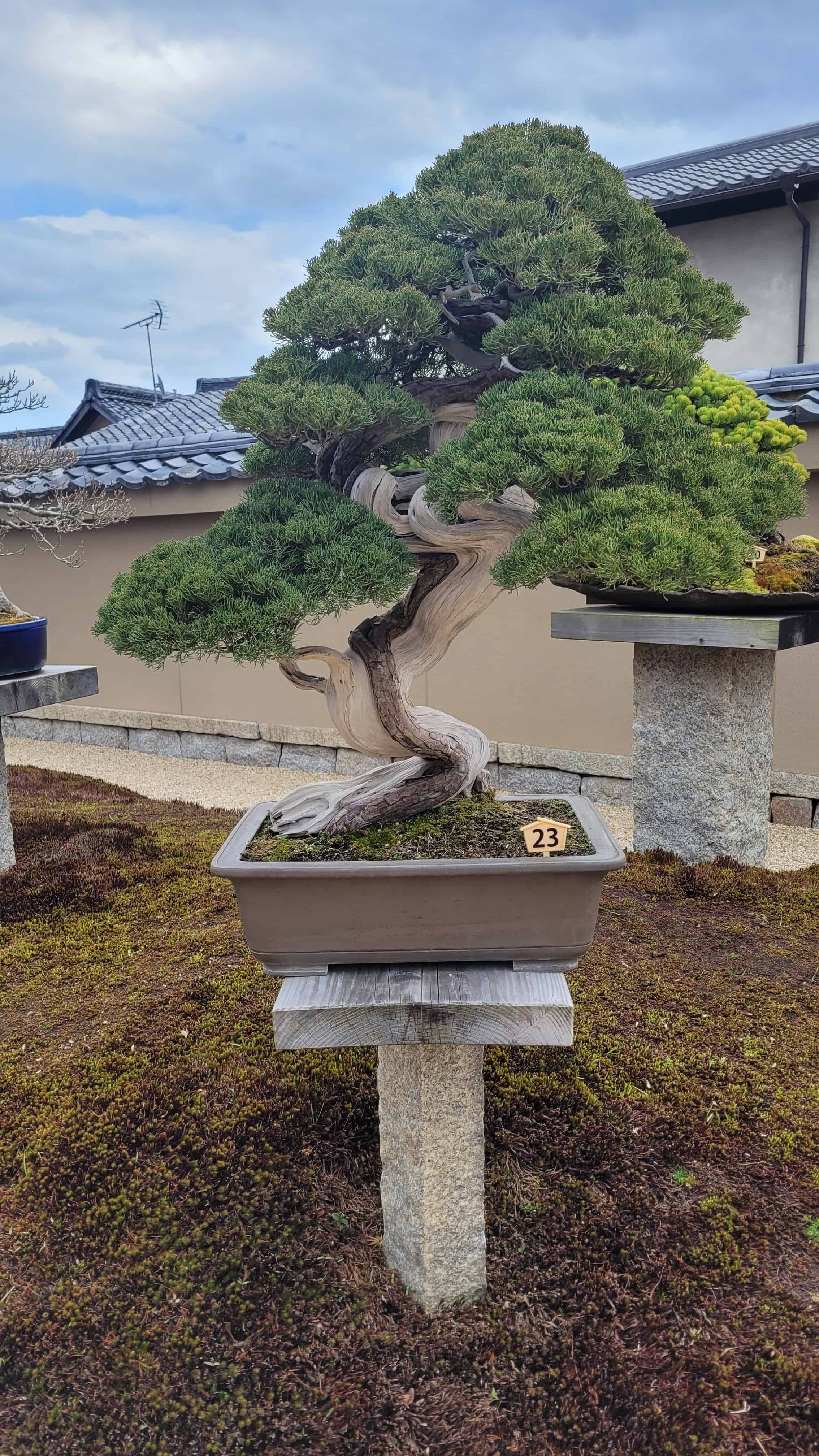A juniper bonsai tree from kyoto in Japan